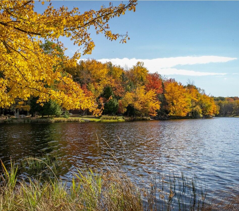 Lake shoreline in fall foliage